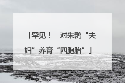 罕见！一对朱鹮“夫妇”养育“四胞胎”